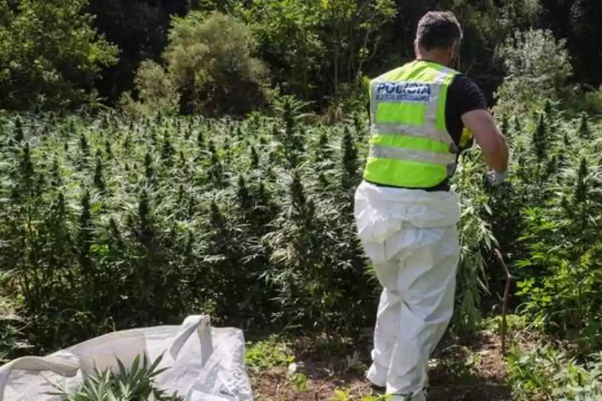 Un agente de policía en un campo de plantas de cannabis.