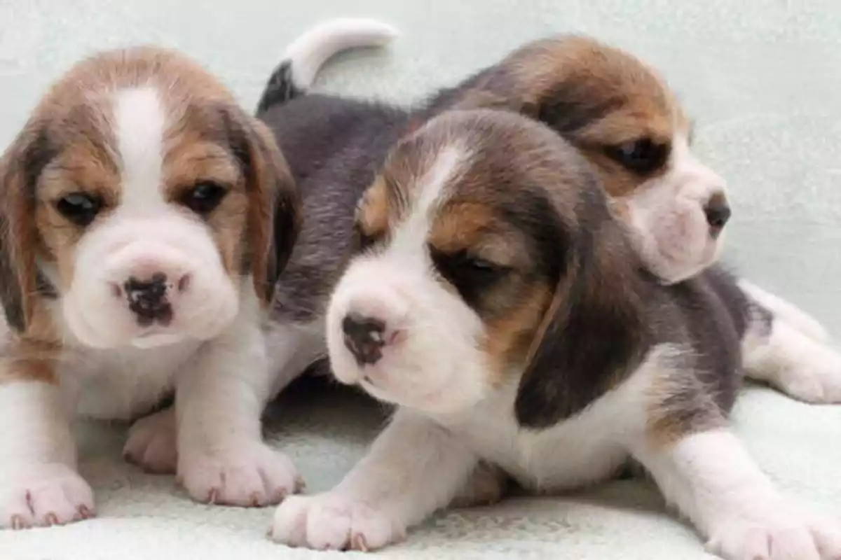 Tres cachorros de beagle descansando juntos sobre una superficie clara.