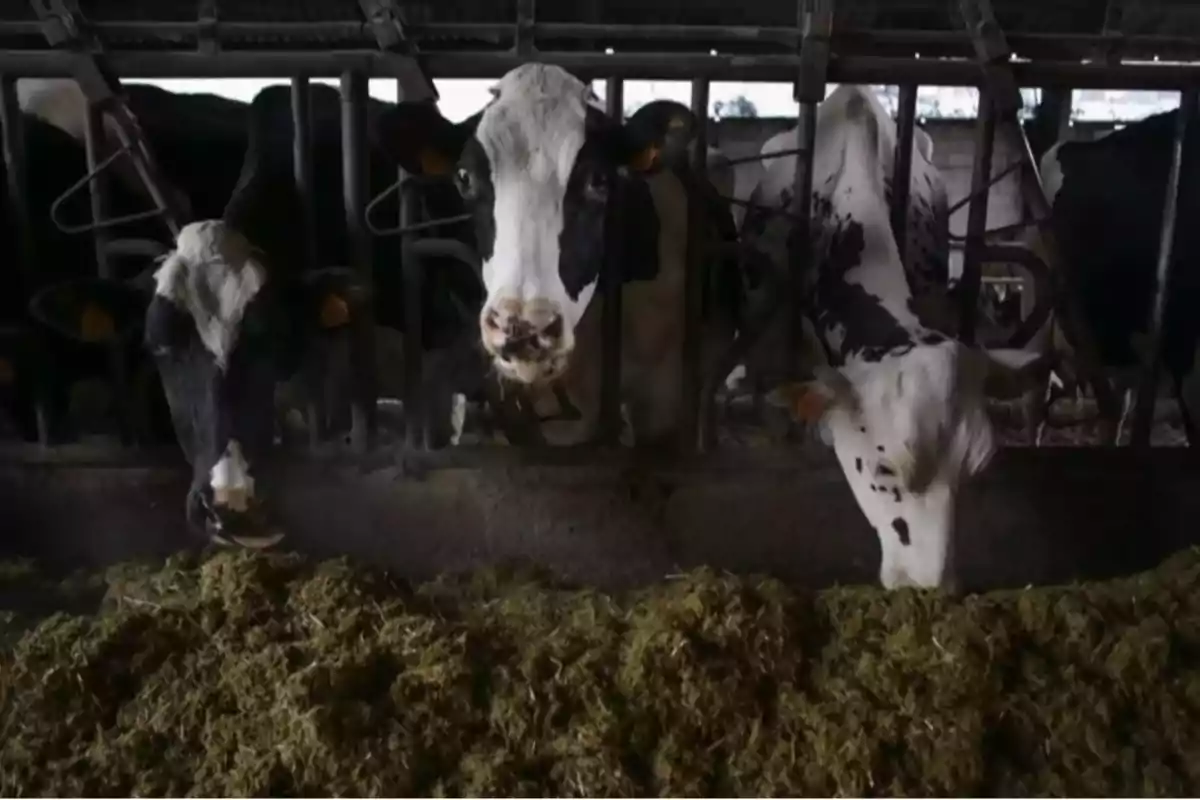 Vacas en un establo comiendo forraje detrás de una cerca metálica Vacas en un establo comiendo forraje detrás de una cerca metálica