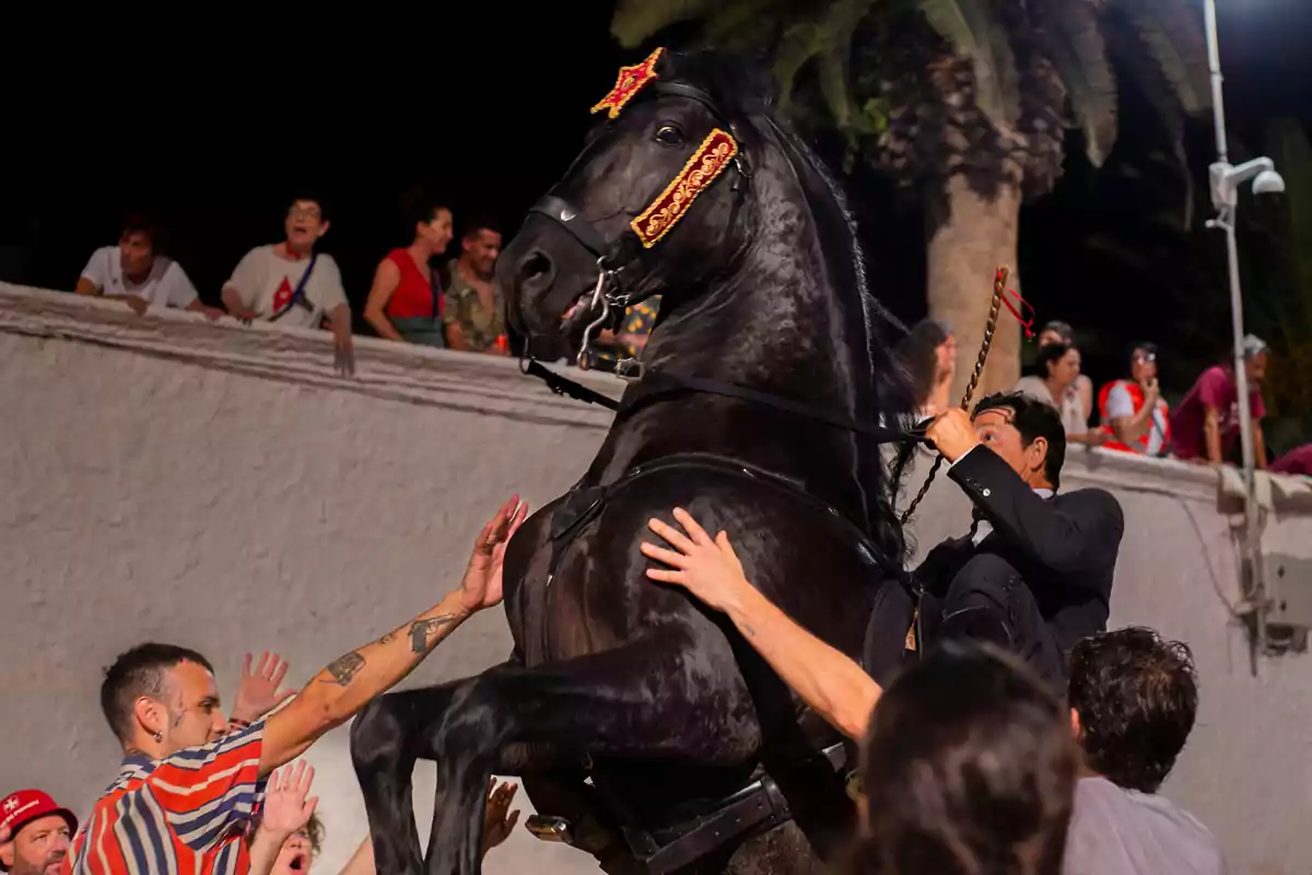 Caballo negro encabritado con jinete vestido de negro mientras varias personas lo rodean y tocan durante una celebración nocturna al aire libre Caballo negro encabritado con jinete vestido de negro mientras varias personas lo rodean y tocan durante una celebración nocturna al aire libre
