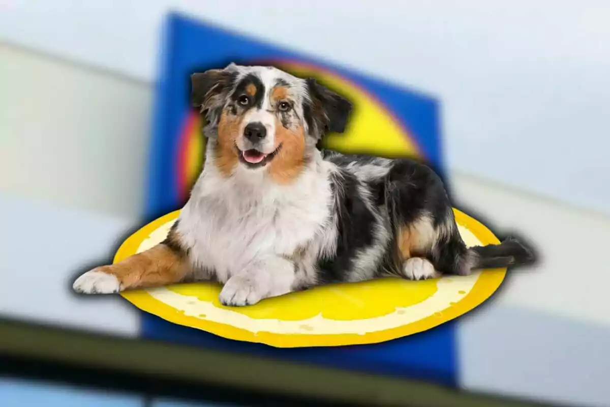 Perro de pelaje tricolor acostado sobre una rodaja de limón con un letrero borroso de supermercado al fondo Perro de pelaje tricolor acostado sobre una rodaja de limón con un letrero borroso de supermercado al fondo