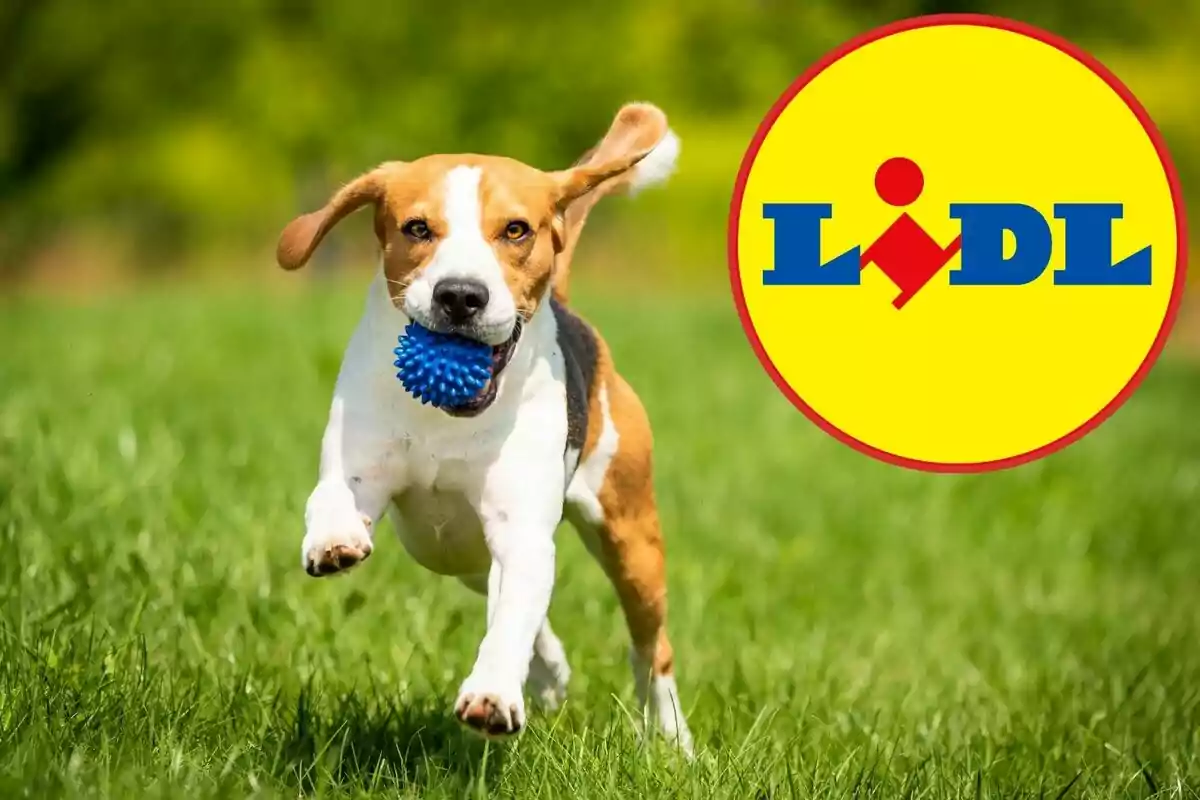 Perro corriendo sobre césped con una pelota azul en la boca y el logo de Lidl en la esquina derecha Perro corriendo sobre césped con una pelota azul en la boca y el logo de Lidl en la esquina derecha