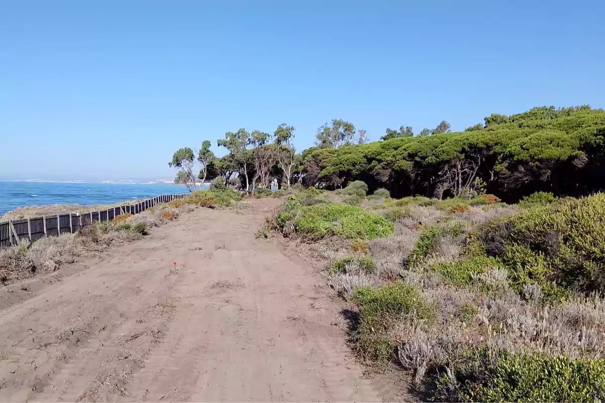 Camino de tierra junto al mar con vegetación y árboles bajo un cielo despejado Camino de tierra junto al mar con vegetación y árboles bajo un cielo despejado