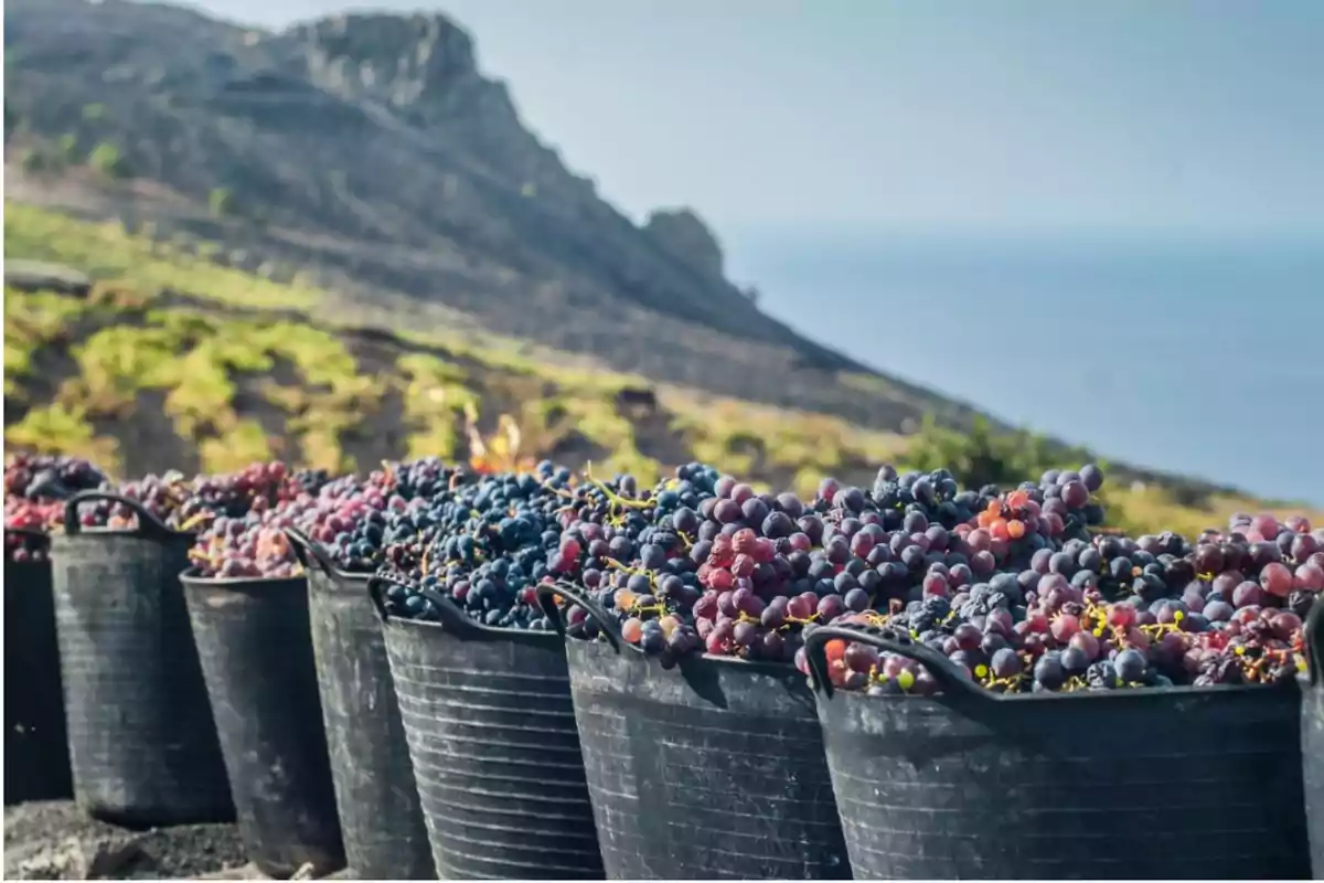 Cubetas negras llenas de uvas recién cosechadas en un viñedo con montañas y cielo al fondo