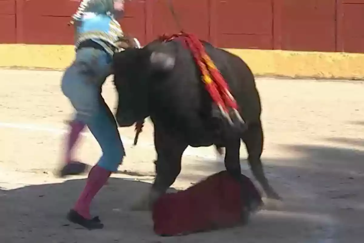 Un torero vestido de azul y rosa es embestido por un toro en una plaza de toros