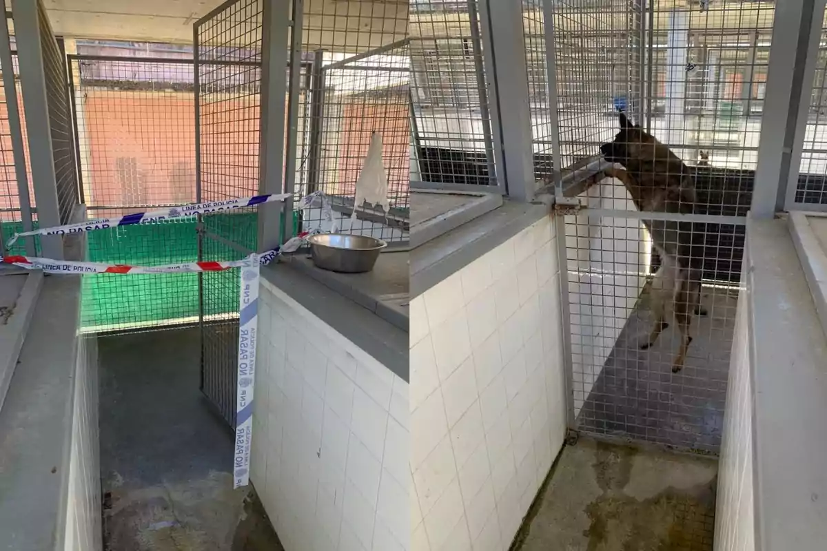 Dos jaulas de un refugio o perrera, una vacía con cinta de precaución y un plato metálico, y la otra con un perro pastor alemán de pie apoyado en la reja Dos jaulas de un refugio o perrera, una vacía con cinta de precaución y un plato metálico, y la otra con un perro pastor alemán de pie apoyado en la reja