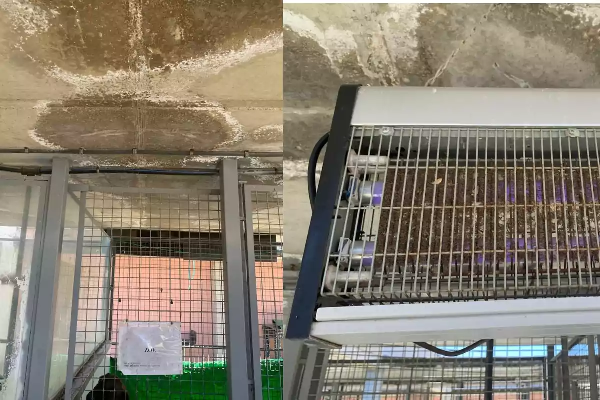 Techo con manchas de humedad y lámpara atrapainsectos llena de insectos muertos en una estructura metálica con malla Techo con manchas de humedad y lámpara atrapainsectos llena de insectos muertos en una estructura metálica con malla