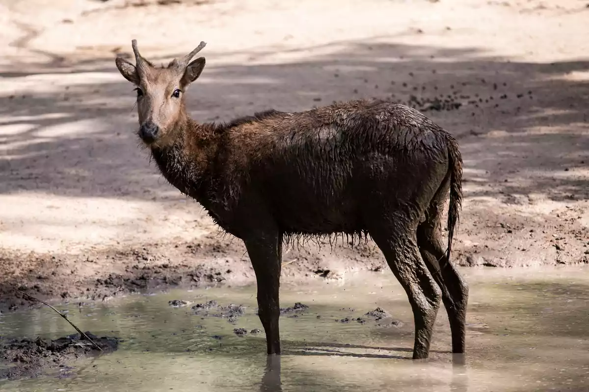 Un ciervo de pelaje oscuro y mojado está de pie en un charco de agua y lodo mirando hacia la cámara en un entorno natural. Un ciervo de pelaje oscuro y mojado está de pie en un charco de agua y lodo mirando hacia la cámara en un entorno natural.