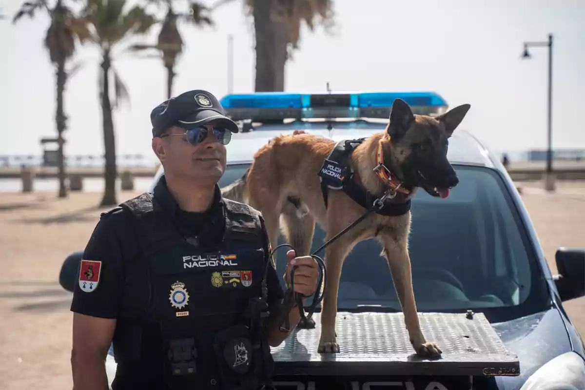 Un agente de la policía nacional con gafas de sol sostiene la correa de un perro policía que está de pie sobre el capó de un vehículo patrulla en una zona de playa con palmeras al fondo