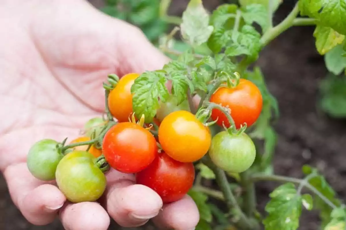 Mano sosteniendo un racimo de tomates cherry en diferentes etapas de maduración en una planta Mano sosteniendo un racimo de tomates cherry en diferentes etapas de maduración en una planta