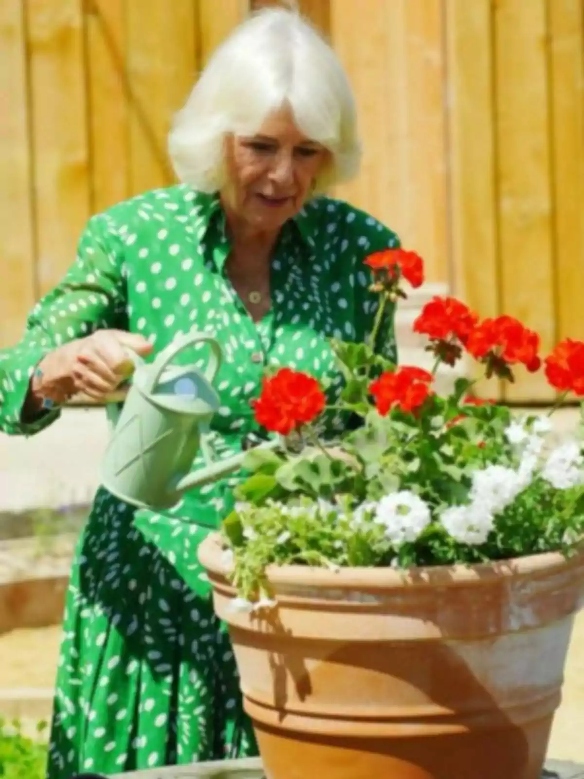La reina Camila con vestido verde de lunares blancos riega flores rojas y blancas en una maceta grande de barro en un jardín La reina Camila con vestido verde de lunares blancos riega flores rojas y blancas en una maceta grande de barro en un jardín