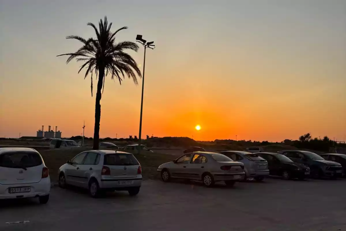 Estacionamiento al aire libre con varios autos, una palmera y un atardecer anaranjado en el horizonte Estacionamiento al aire libre con varios autos, una palmera y un atardecer anaranjado en el horizonte