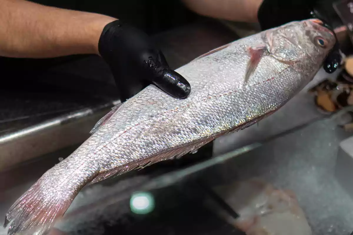 Persona con guantes negros sosteniendo un pescado fresco sobre una mesa de trabajo en una pescadería