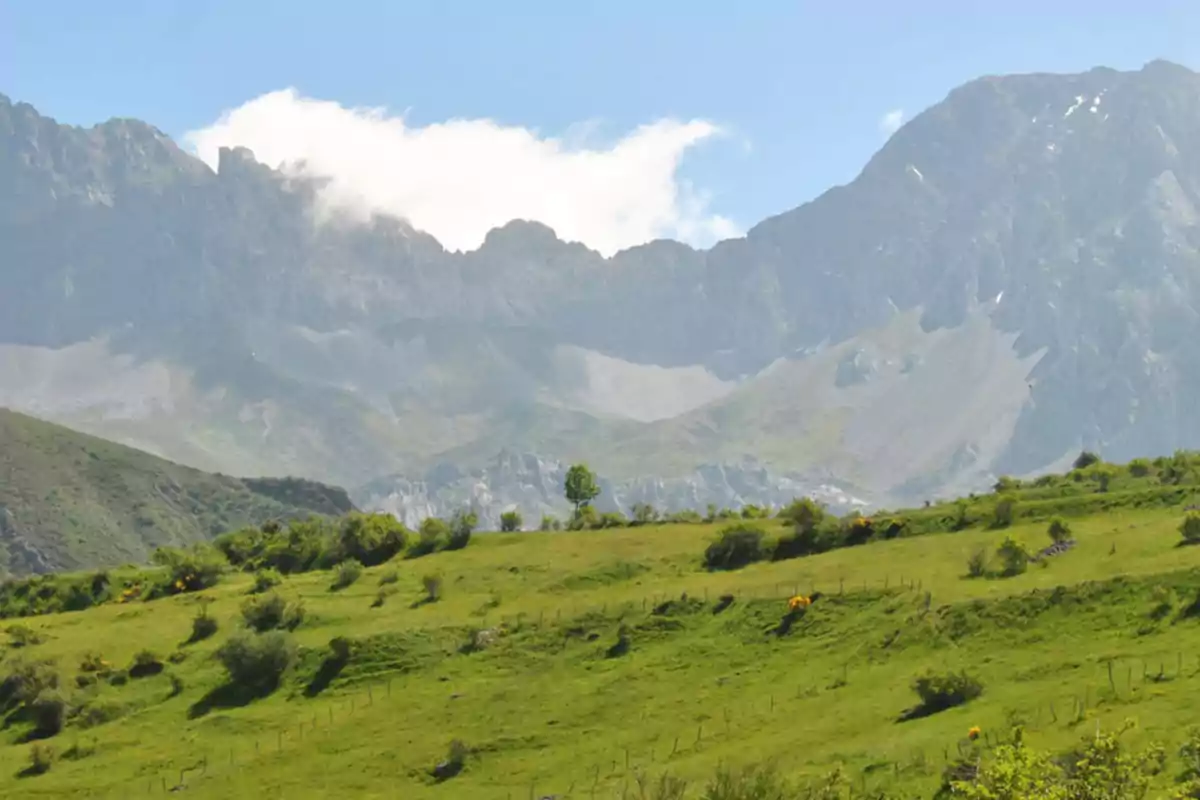 Pradera verde con arbustos y flores amarillas al pie de unas montañas rocosas bajo un cielo azul con nubes blancas Pradera verde con arbustos y flores amarillas al pie de unas montañas rocosas bajo un cielo azul con nubes blancas