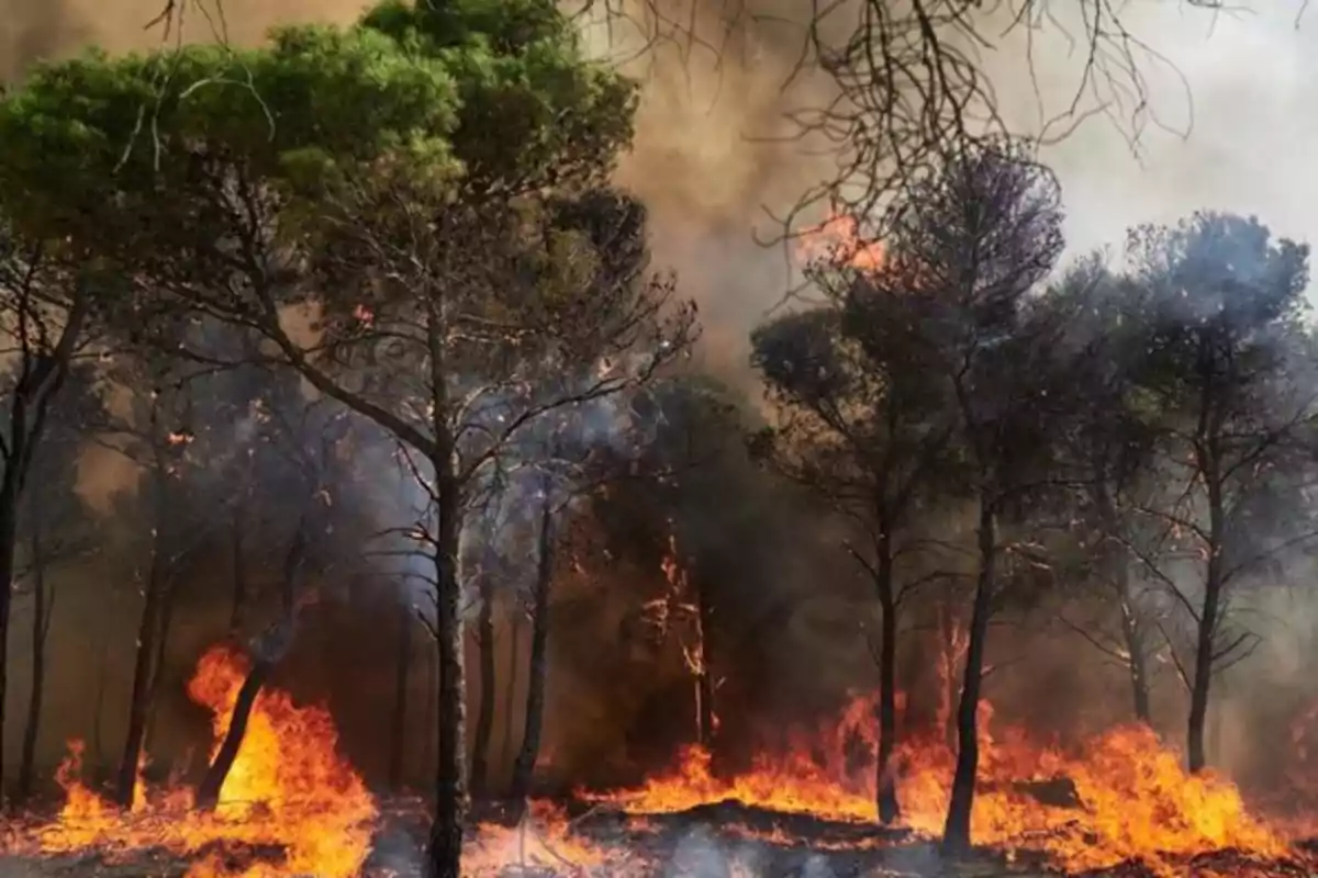 Incendio forestal consumiendo árboles y vegetación en un bosque con humo denso en el ambiente Incendio forestal consumiendo árboles y vegetación en un bosque con humo denso en el ambiente