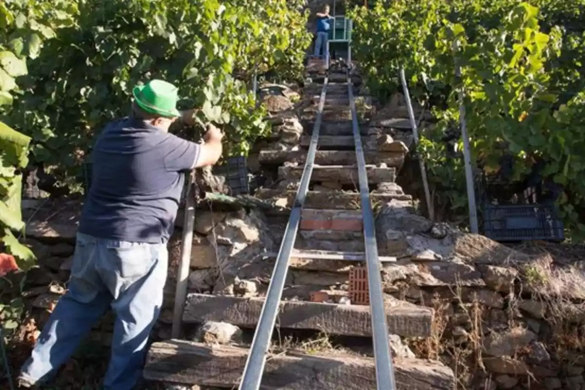 Hombre con sombrero verde trabajando en un viñedo en una ladera con rieles metálicos y escaleras de piedra