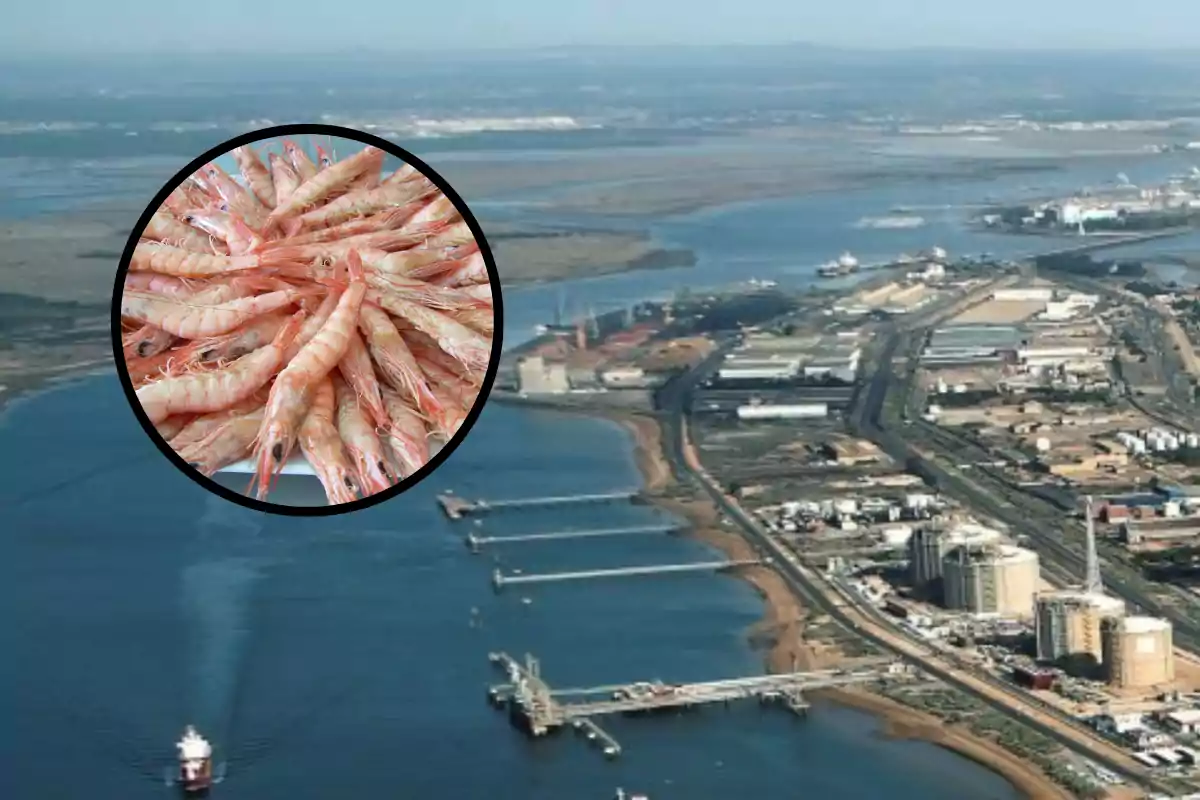 Vista aérea de un puerto industrial junto al mar con un círculo que muestra una pila de gambas frescas