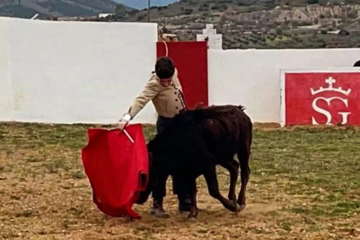Un joven torero realiza una faena con un capote rojo frente a un becerro en una plaza de toros al aire libre Un joven torero realiza una faena con un capote rojo frente a un becerro en una plaza de toros al aire libre