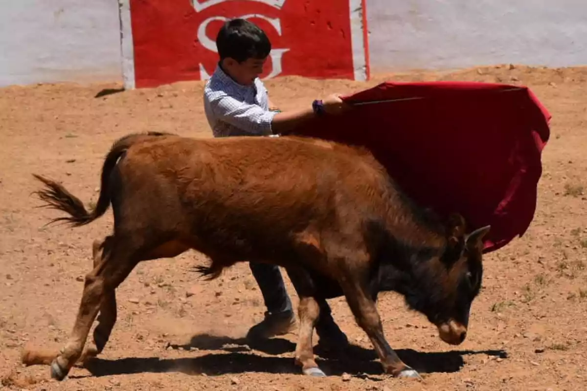 Un niño practica toreo con una vaquilla en una plaza de arena mientras sostiene un capote rojo Un niño practica toreo con una vaquilla en una plaza de arena mientras sostiene un capote rojo