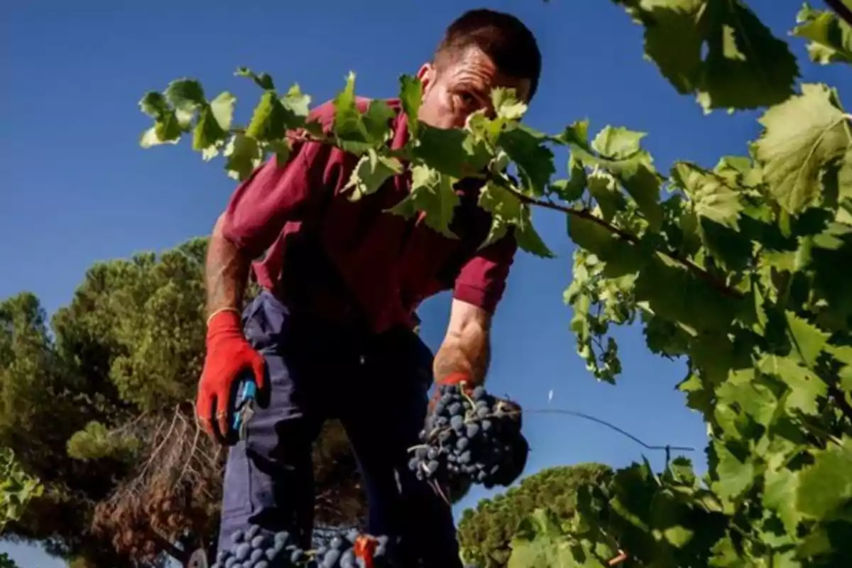 Hombre cosechando uvas en un viñedo bajo un cielo despejado Hombre cosechando uvas en un viñedo bajo un cielo despejado