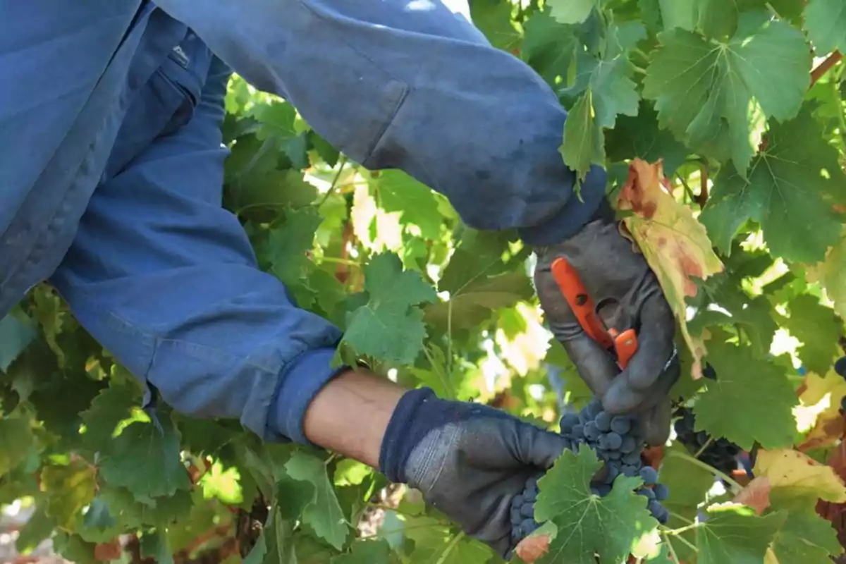 Persona con guantes y tijeras de podar cortando un racimo de uvas en una viña Persona con guantes y tijeras de podar cortando un racimo de uvas en una viña
