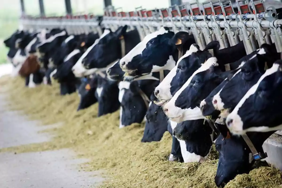 Vacas en un establo comiendo heno alineadas en una fila Vacas en un establo comiendo heno alineadas en una fila
