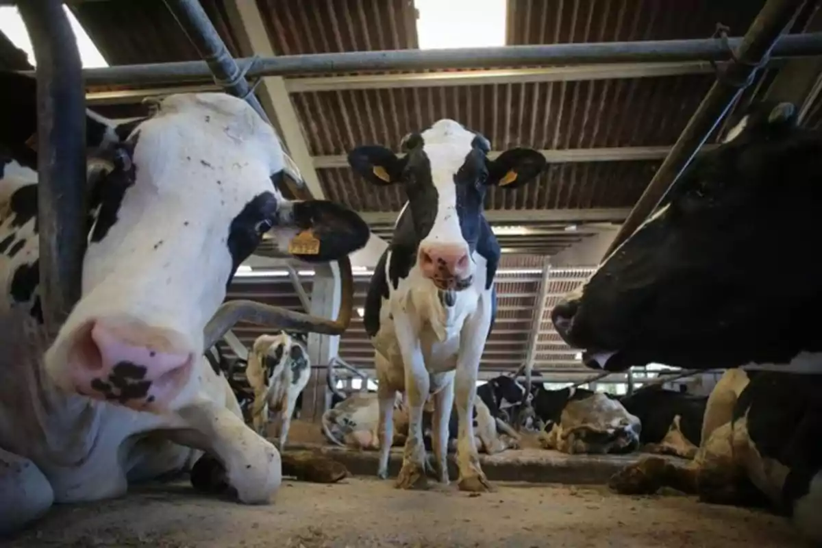 Vacas en un establo descansando y una de ellas de pie mirando hacia la cámara