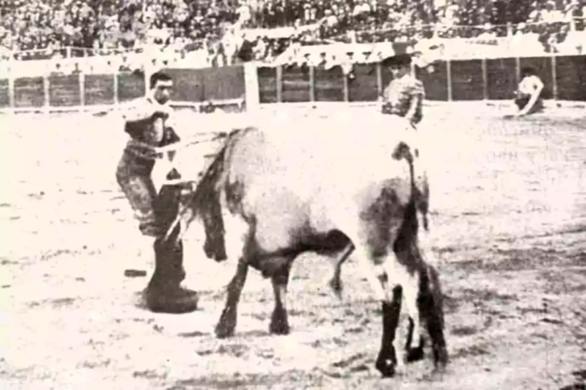 Fotografía antigua en blanco y negro de una corrida de toros con un torero y un toro en el ruedo mientras el público observa desde las gradas Fotografía antigua en blanco y negro de una corrida de toros con un torero y un toro en el ruedo mientras el público observa desde las gradas