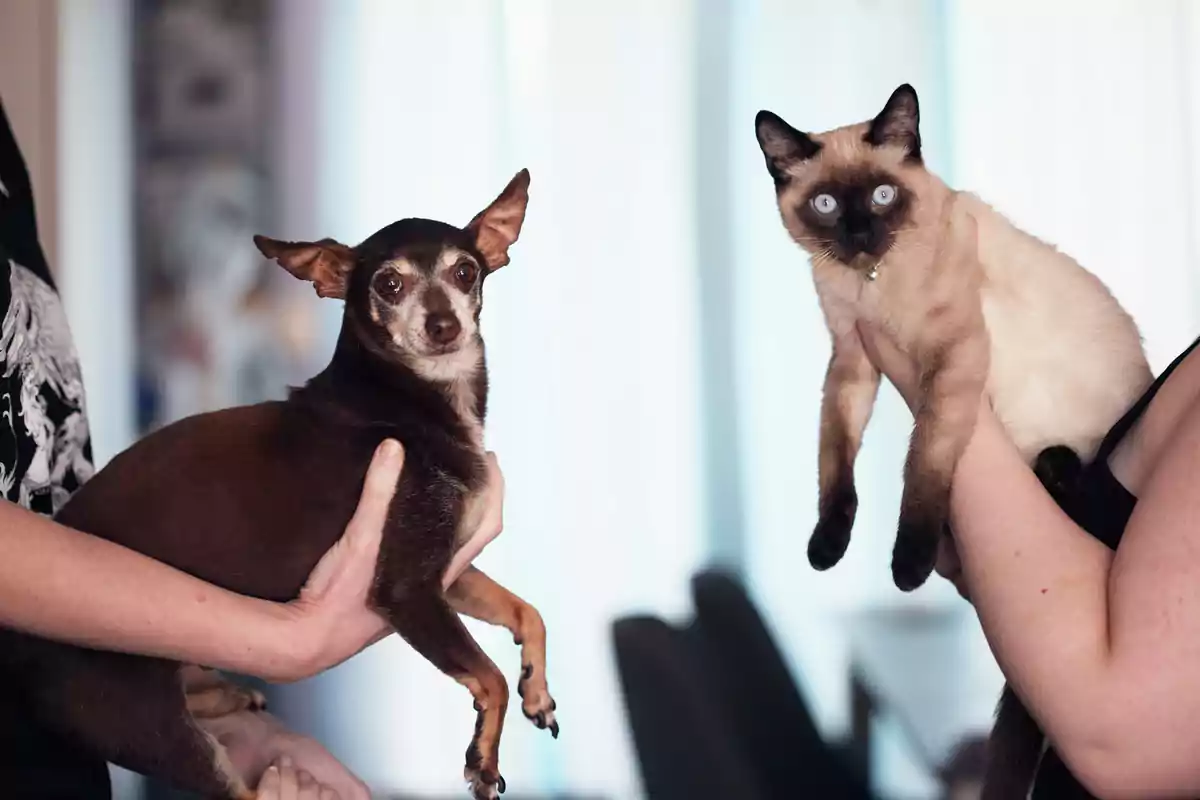 Un perro pequeño de pelaje marrón y un gato siamés de ojos azules están siendo sostenidos por dos personas en una habitación iluminada. Un perro pequeño de pelaje marrón y un gato siamés de ojos azules están siendo sostenidos por dos personas en una habitación iluminada.
