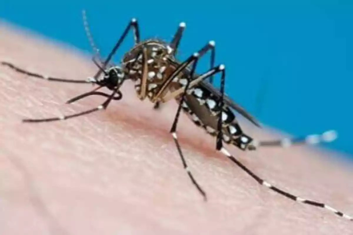 Virus dengue amenaza España