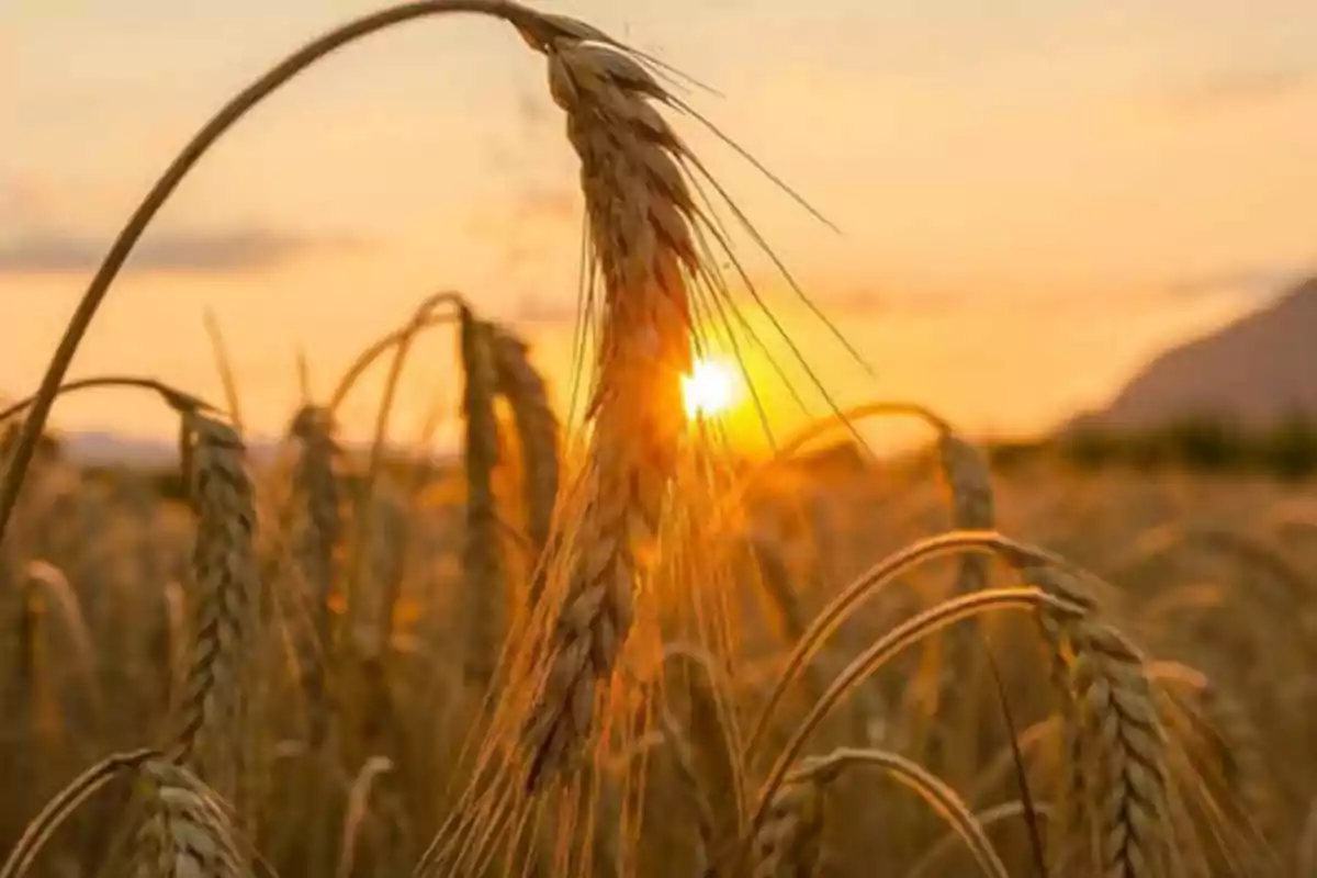 Campo de trigo al atardecer con el sol brillando a través de las espigas.