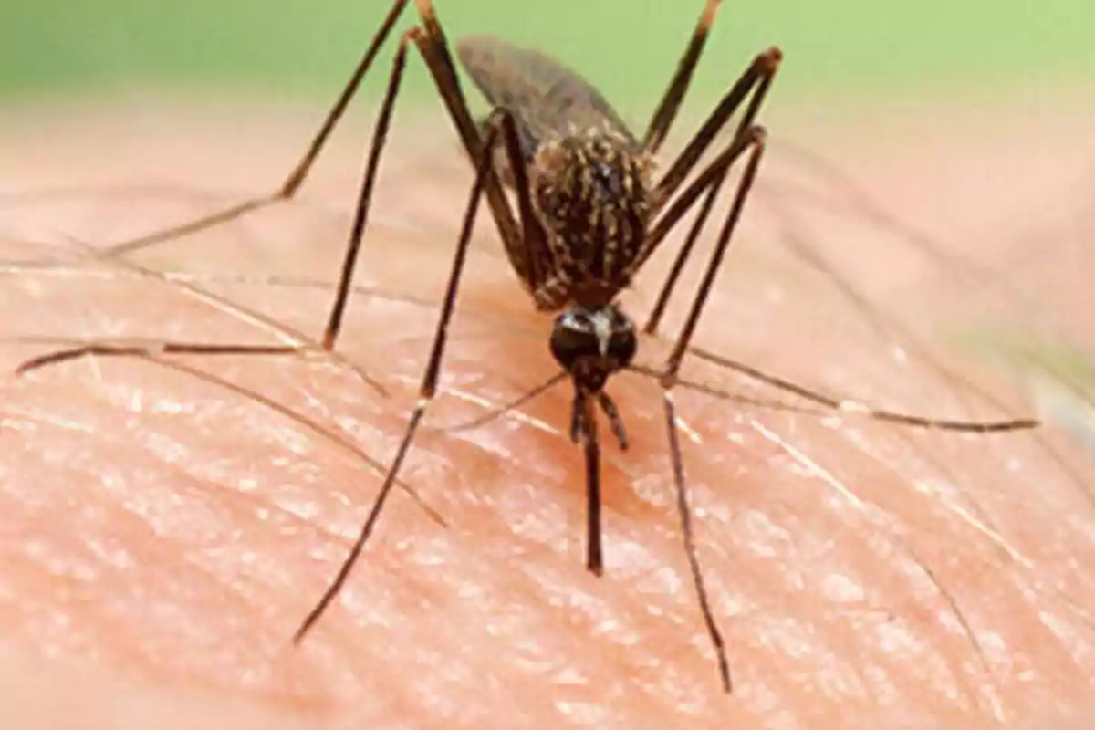 Un mosquito posado sobre la piel de una persona.