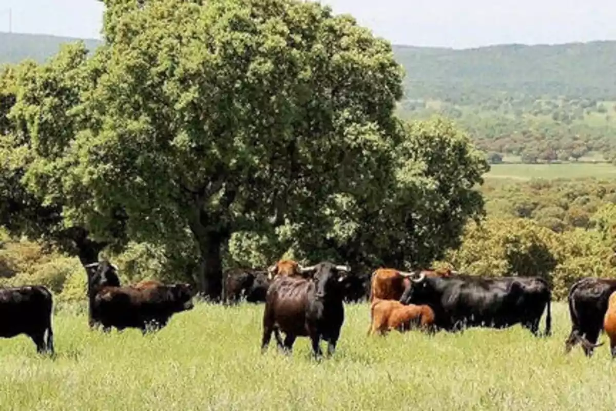 Un grupo de vacas pastando en un campo verde con árboles y colinas al fondo.