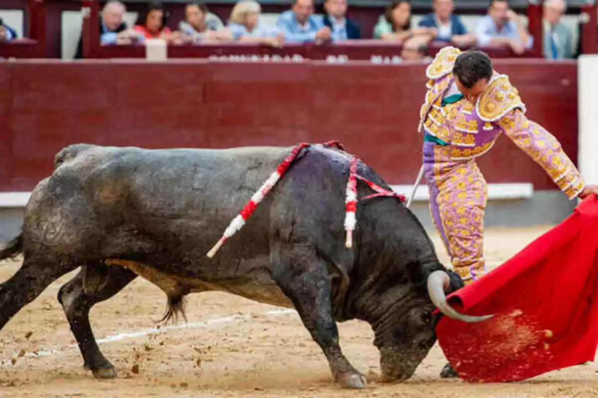 Un torero en plena faena con un toro en una plaza de toros, mientras el público observa desde las gradas.