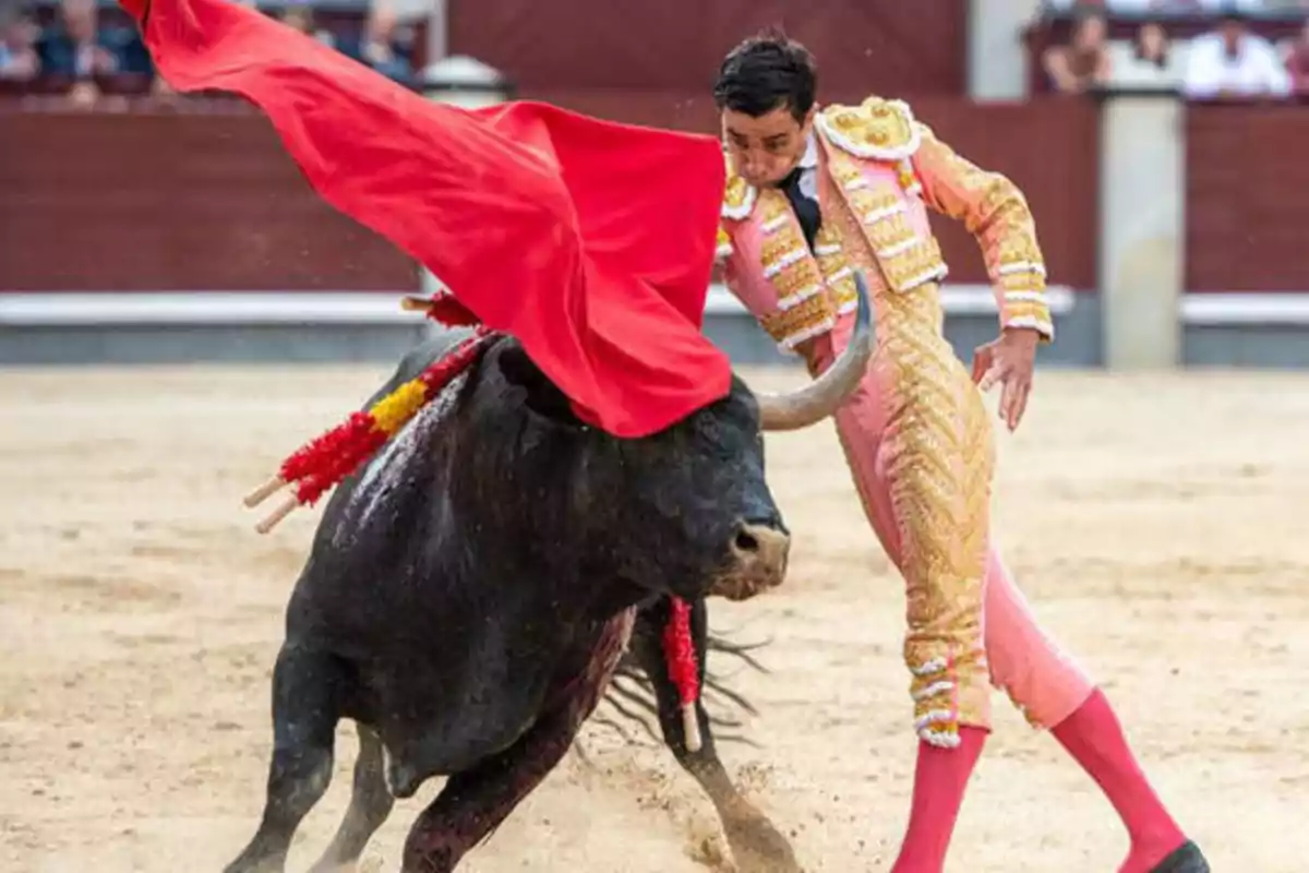 Un torero vestido de traje tradicional rosa y dorado sostiene una capa roja mientras esquiva a un toro en una plaza de toros.