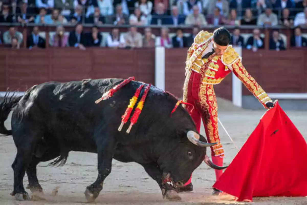 Un torero vestido de traje tradicional rojo y dorado lidia a un toro negro en una plaza de toros llena de espectadores.