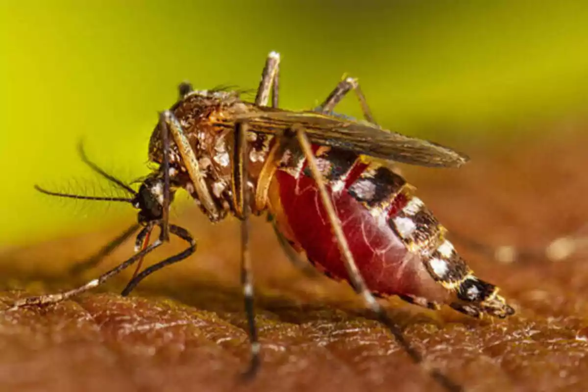 Un mosquito alimentándose de sangre sobre la piel.