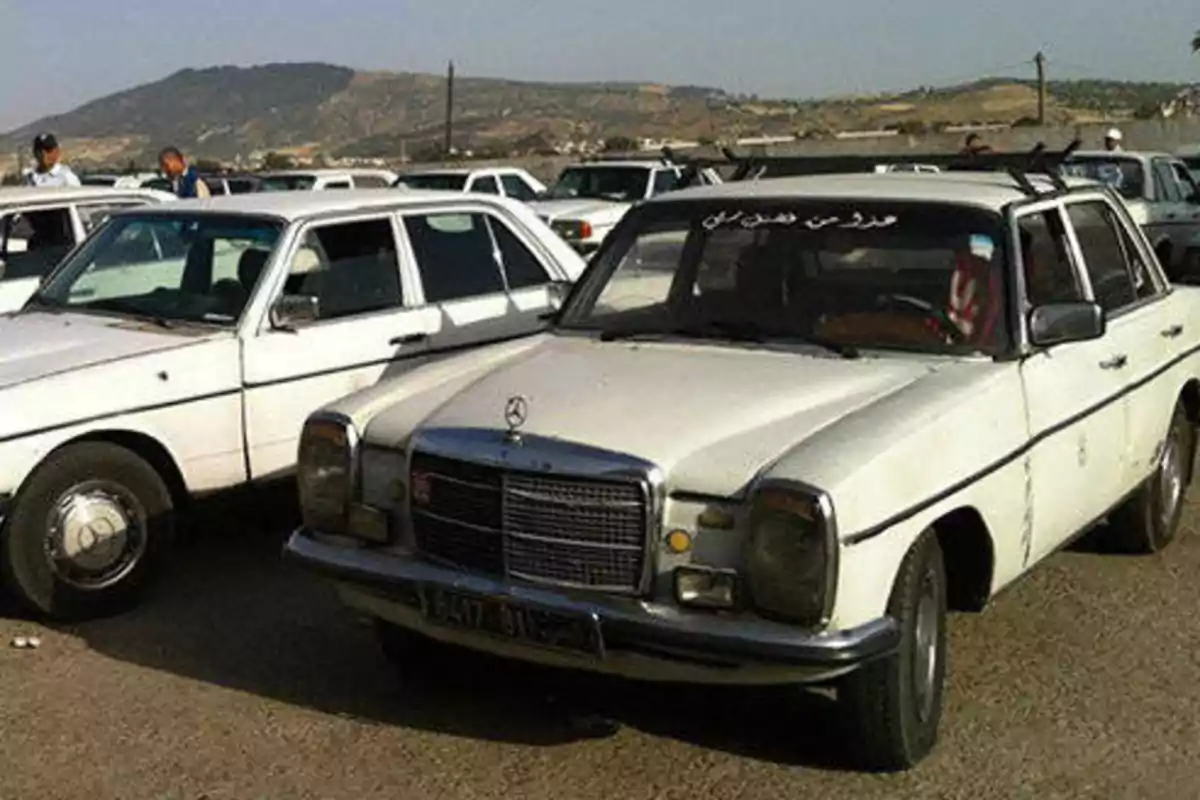 Varios autos antiguos Mercedes-Benz blancos estacionados en un área abierta con colinas al fondo.