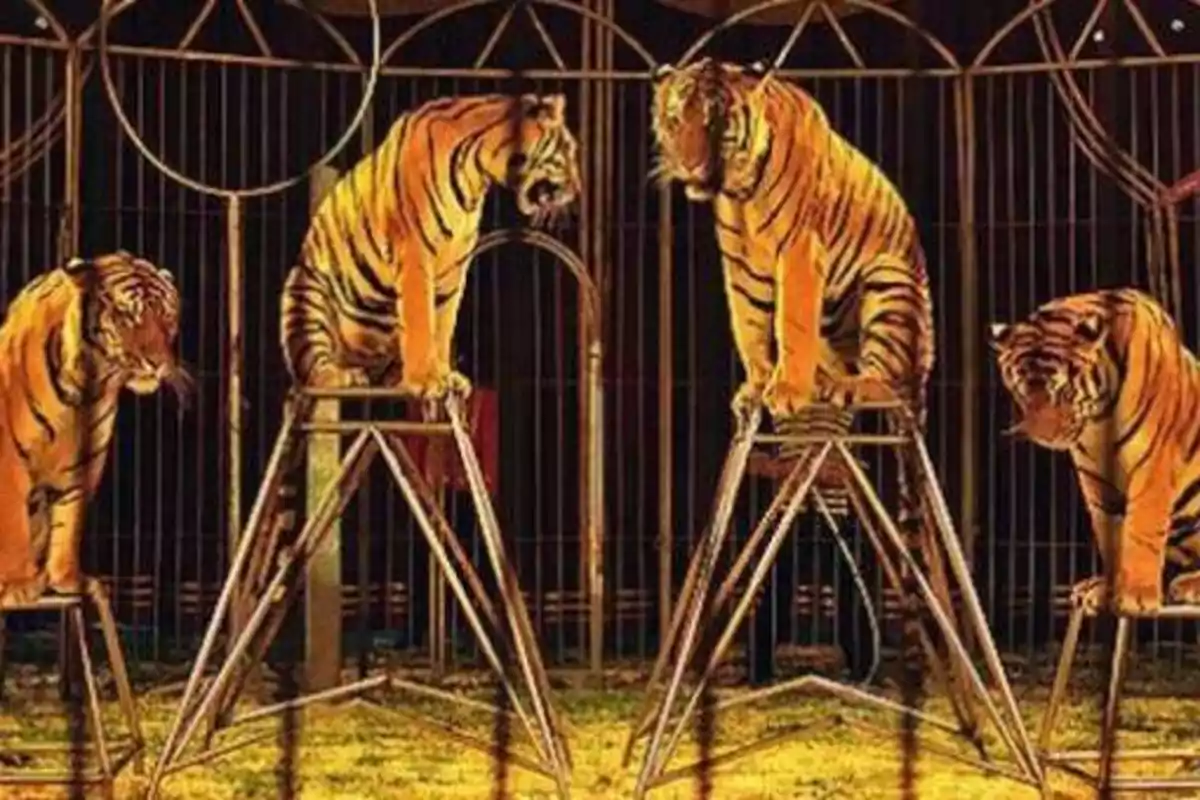 Cuatro tigres sentados en taburetes dentro de una jaula de circo.