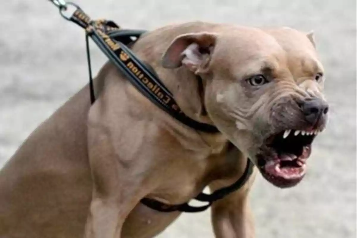 Un perro de raza pitbull mostrando los dientes y ladrando mientras está sujeto con una correa.