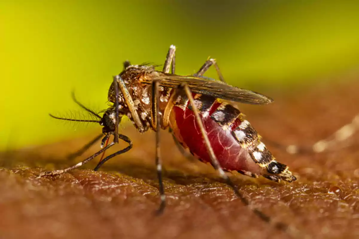 Imagen del mosquito Aedes aegypti o 'mosquito tigre', portador del dengue