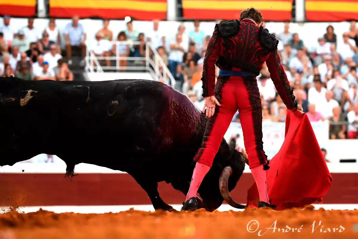 Un torero en traje tradicional rojo y negro sostiene una muleta roja frente a un toro en una plaza de toros llena de espectadores.