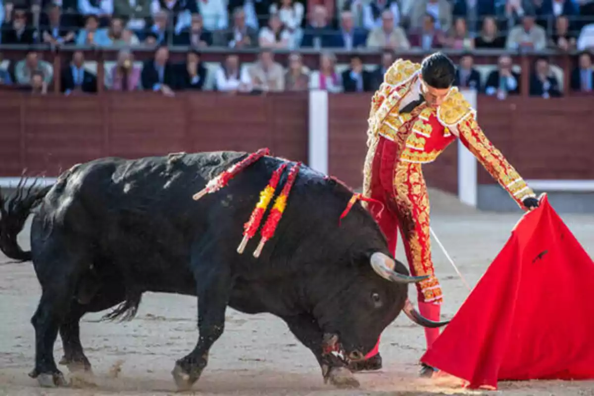 Un torero en una plaza de toros con un toro embistiendo el capote rojo.