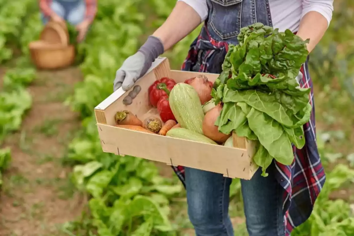 Persona sosteniendo una caja de madera llena de verduras frescas en un campo.