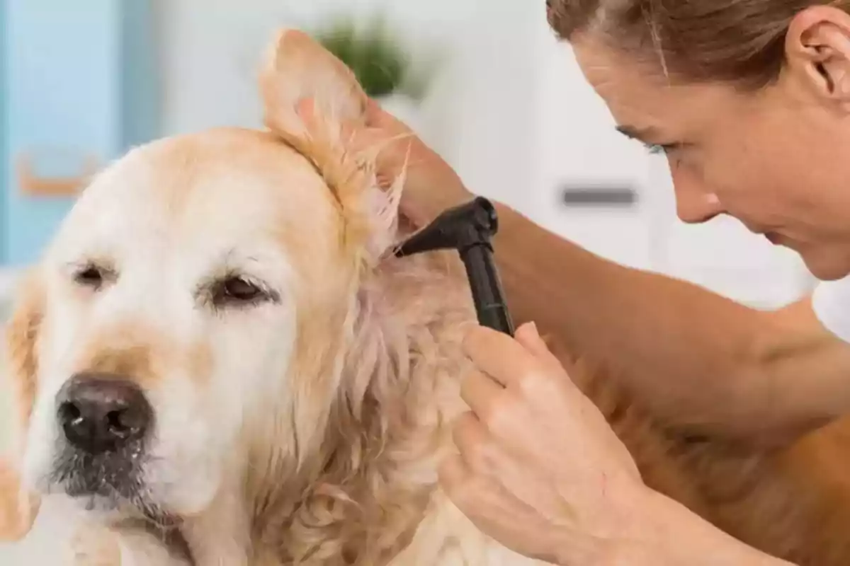 Una persona revisa el oído de un perro con un otoscopio.