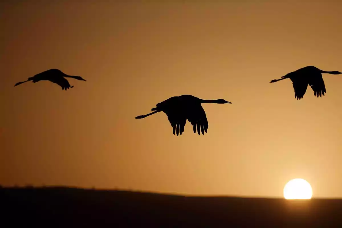 Aves volando al atardecer con el sol en el horizonte.