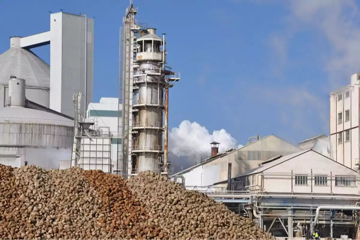 Una fábrica industrial con pilas de remolacha en primer plano y estructuras de procesamiento al fondo bajo un cielo azul. Una fábrica industrial con pilas de remolacha en primer plano y estructuras de procesamiento al fondo bajo un cielo azul.