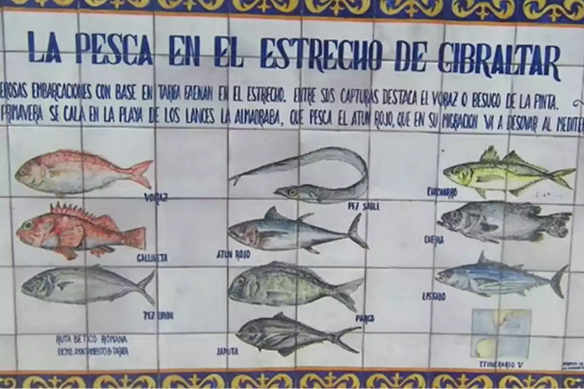 Un cartel de cerámica que muestra diferentes tipos de peces que se pueden pescar en el Estrecho de Gibraltar, incluyendo nombres como voraz, gallineta, pez sable, atún rojo, chicharro, cherna, pez limón, listado, pargo y jurela.