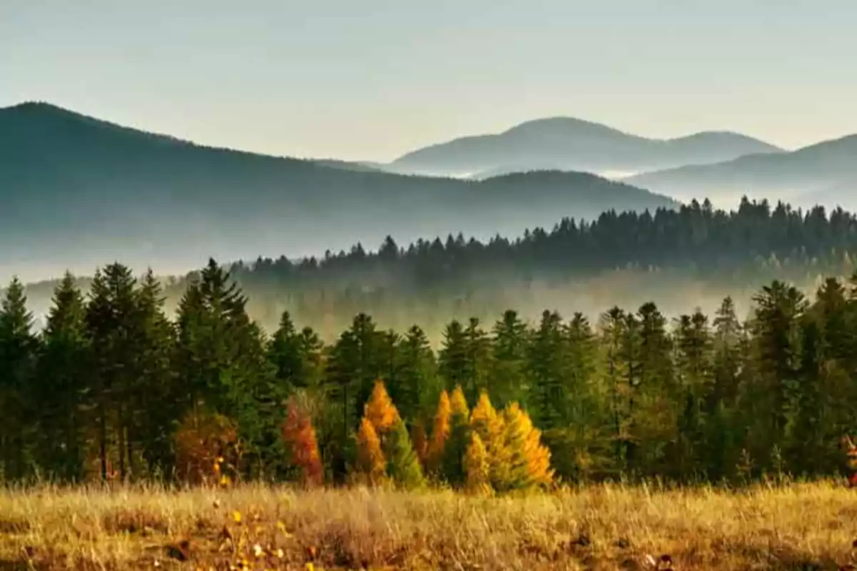 Paisaje montañoso con un bosque de árboles verdes y amarillos en primer plano y montañas en el fondo bajo un cielo despejado.