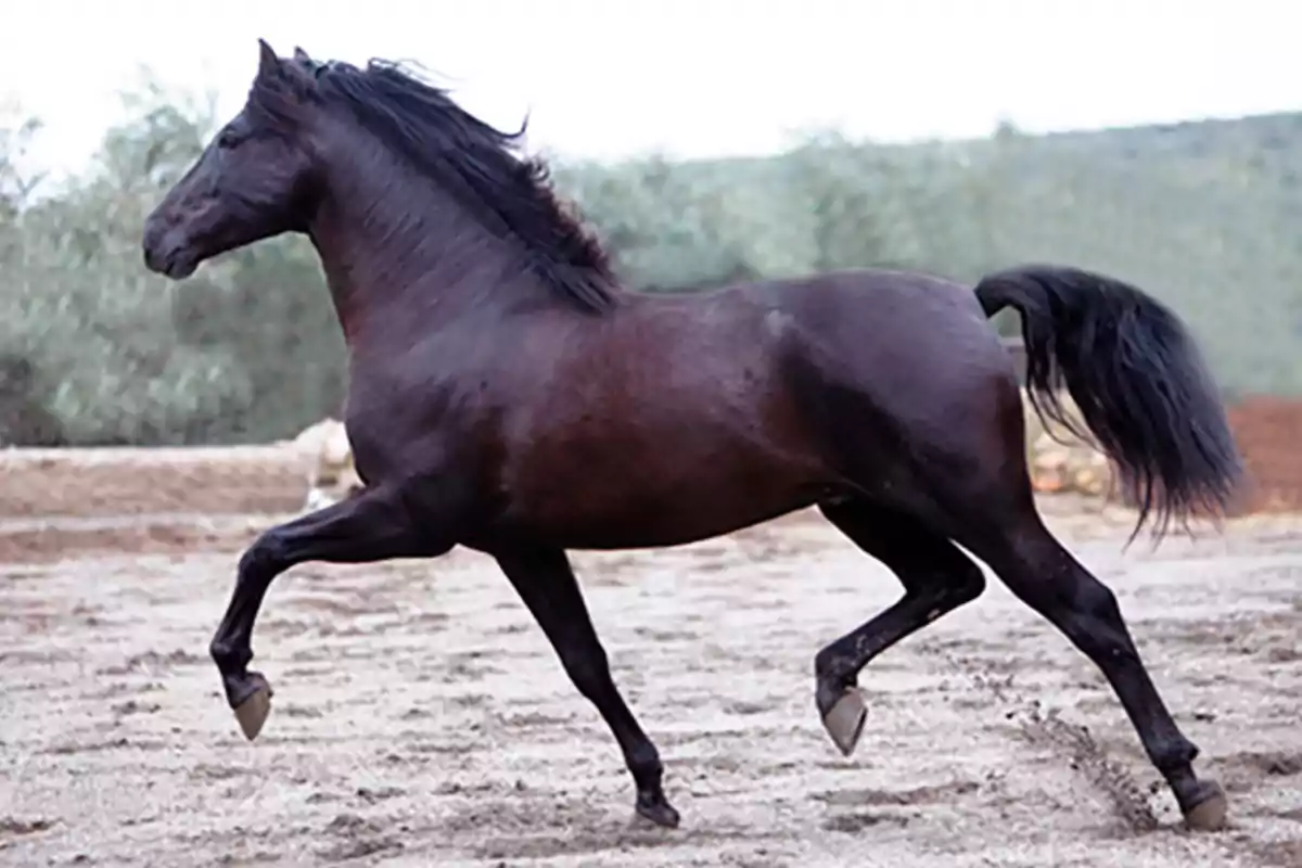 Un caballo negro trotando en un terreno arenoso con un fondo de vegetación difusa.